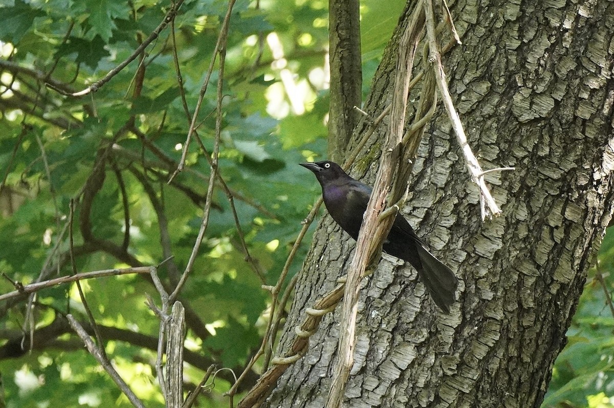 Common Grackle - ML575936991