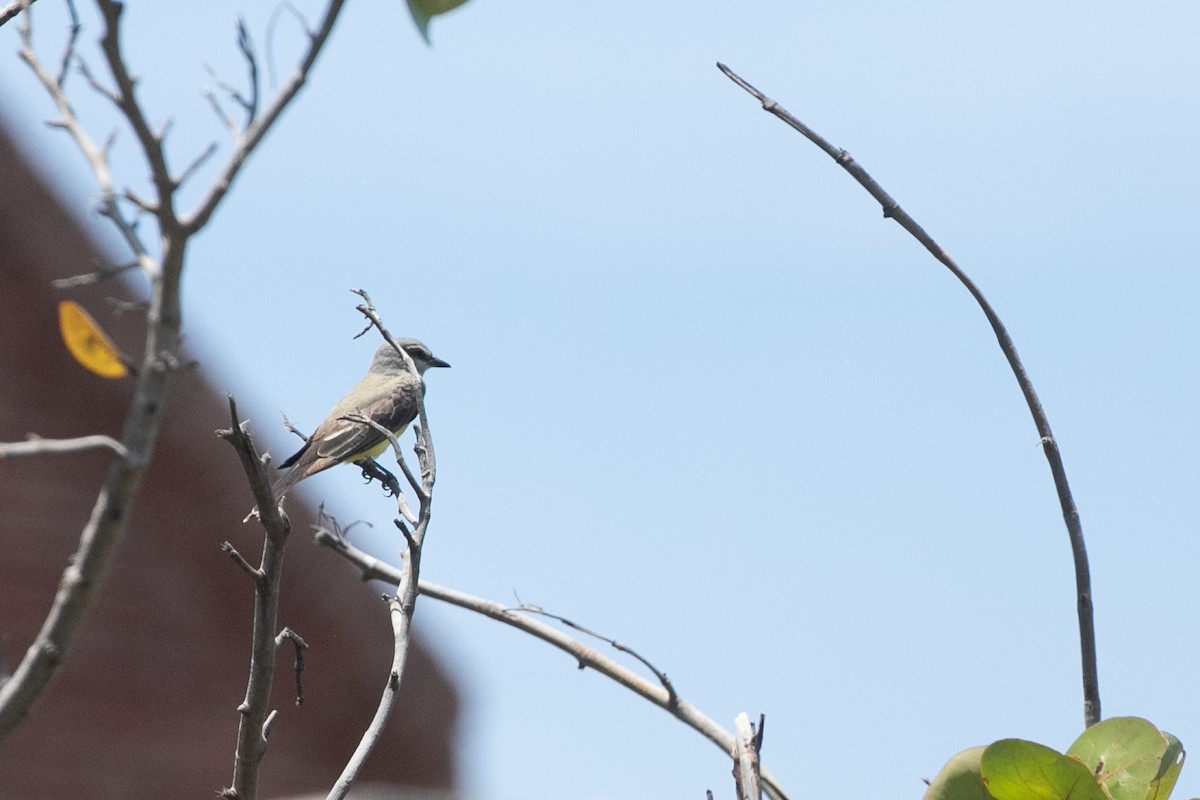 Western Kingbird - ML575937011