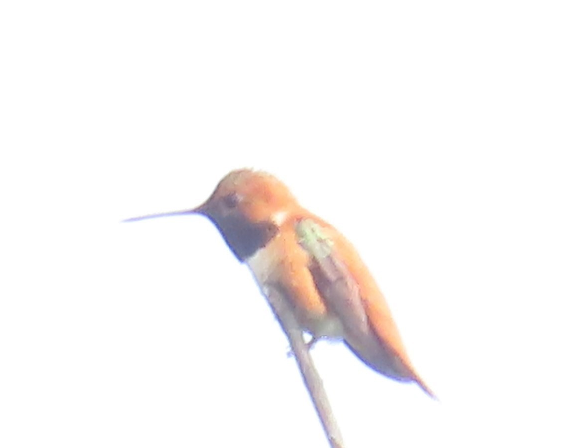 Rufous Hummingbird - ML575937191