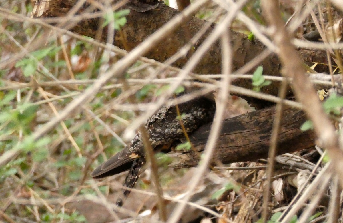 Gray Nightjar - ML575937431