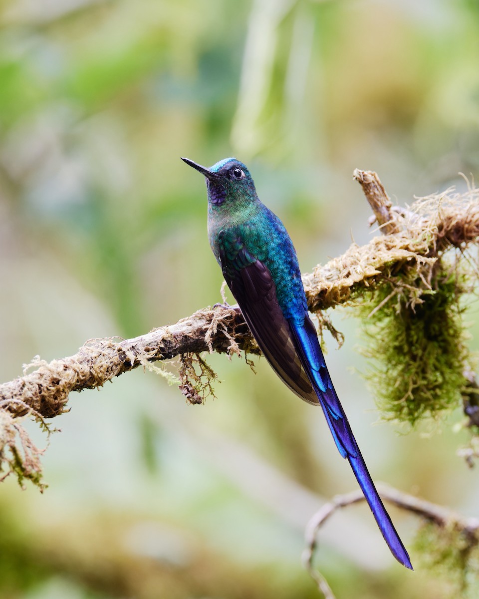 Violet-tailed Sylph - ML575937781