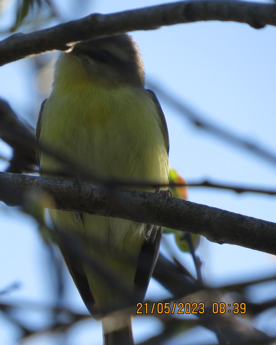 Vireo de Filadelfia - ML575937941