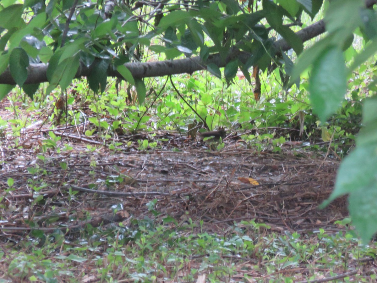 Northern Waterthrush - Travis Carroll