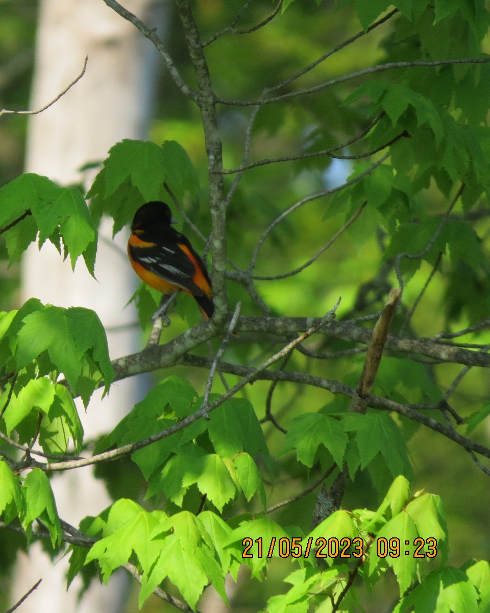 Baltimore Oriole - Gary Bletsch