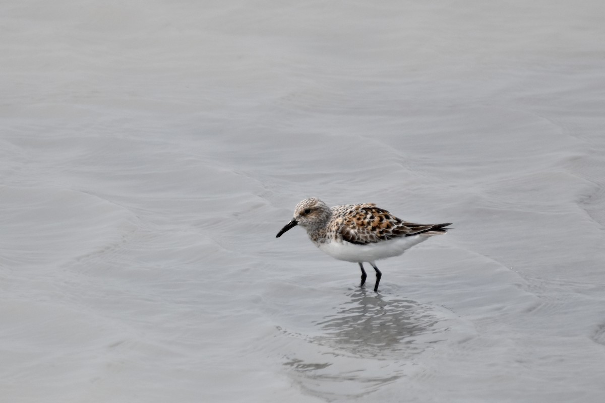 Sanderling - ML575939171