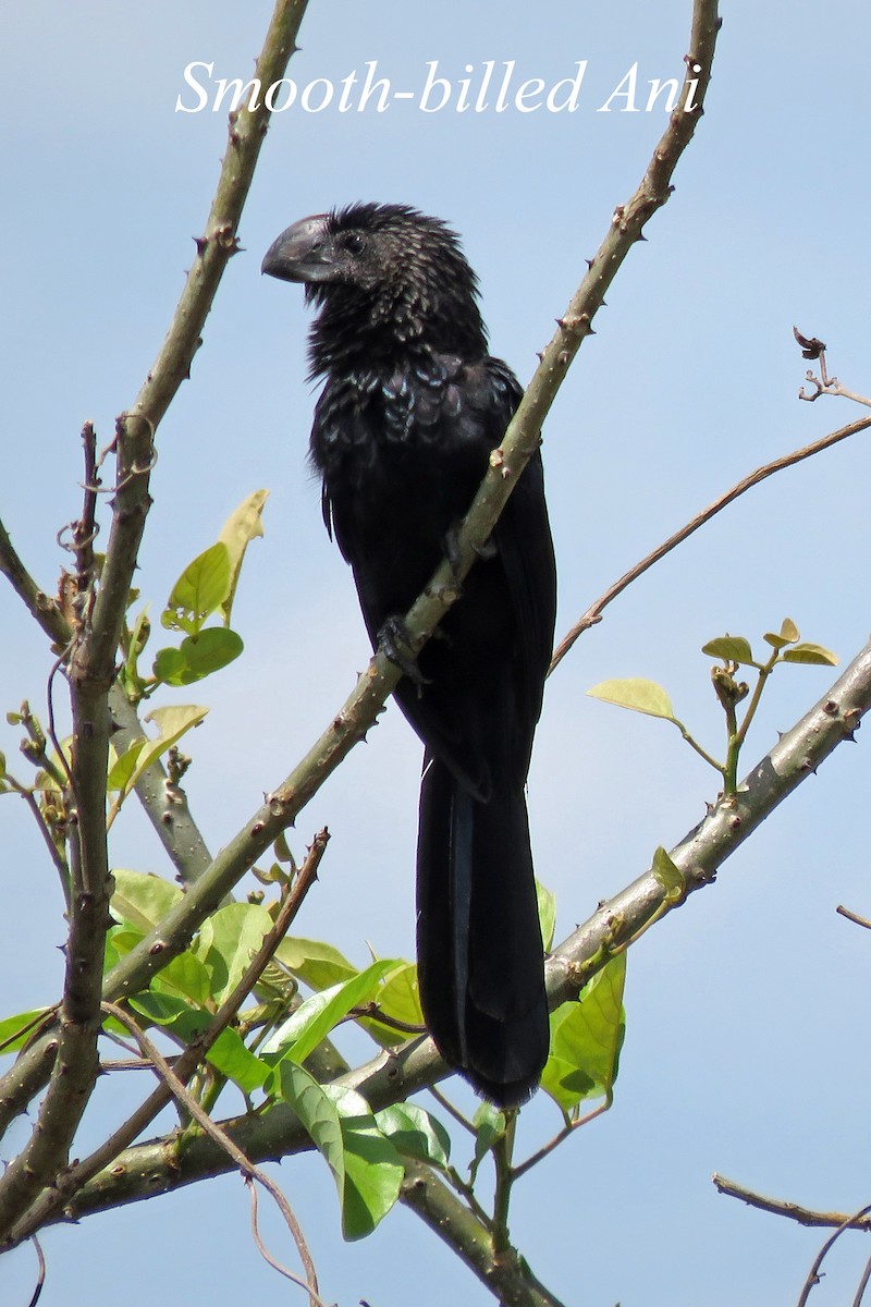 Smooth-billed Ani - ML575939481