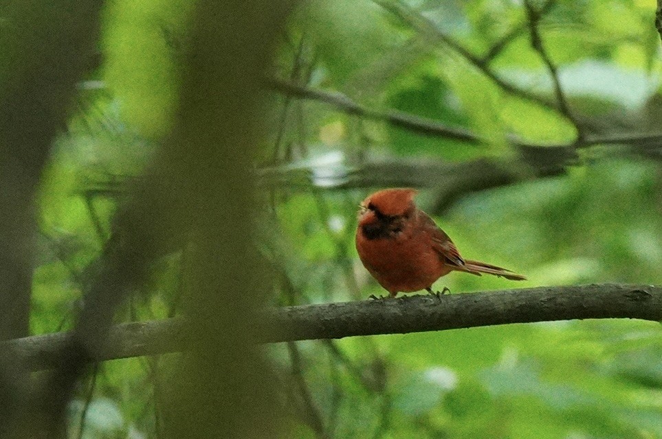 Northern Cardinal - Robin Trevillian