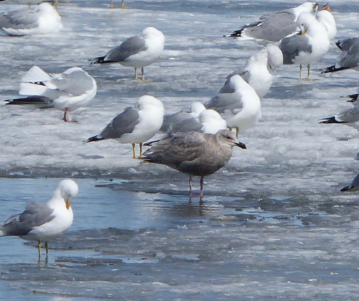 Glaucous-winged Gull - ML575939581