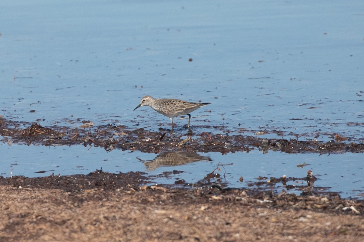 White-rumped Sandpiper - ML575939671