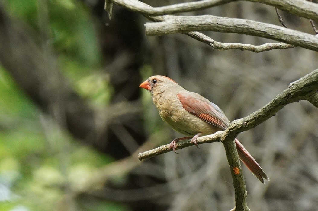 Northern Cardinal - ML575939691