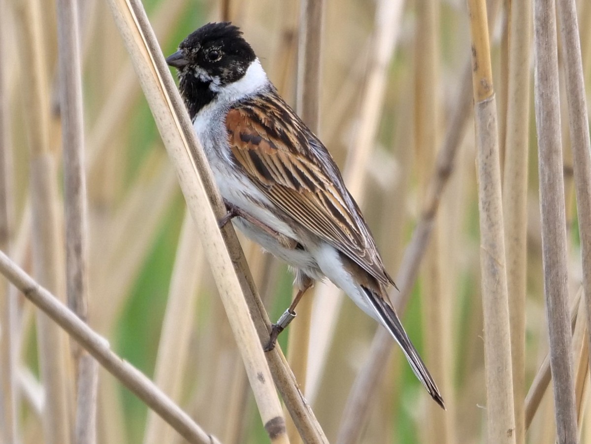 Reed Bunting - ML575939801