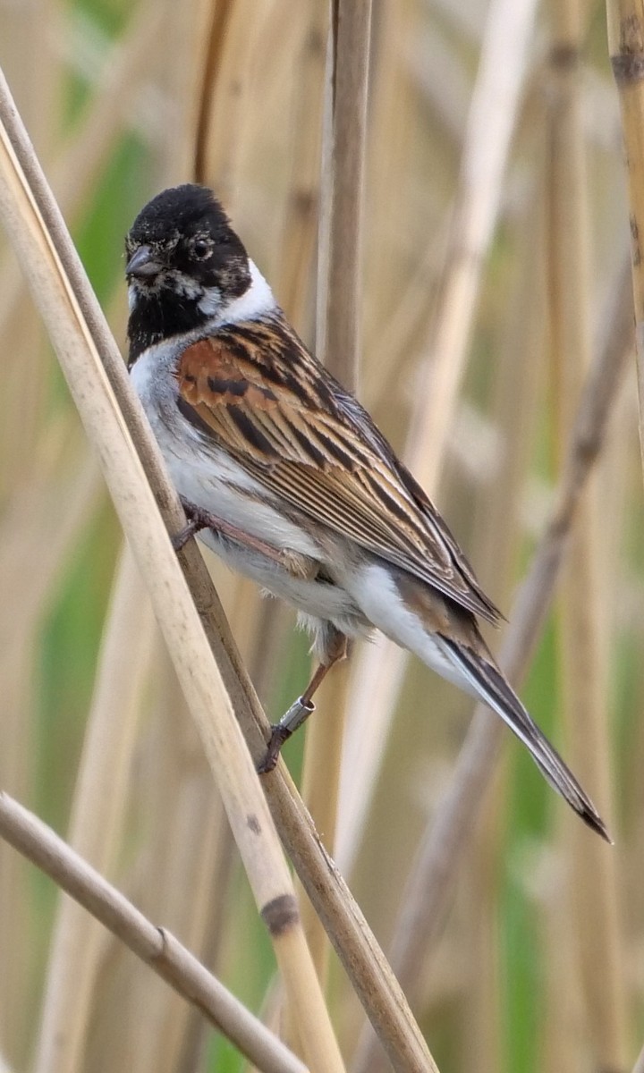 Reed Bunting - ML575939811