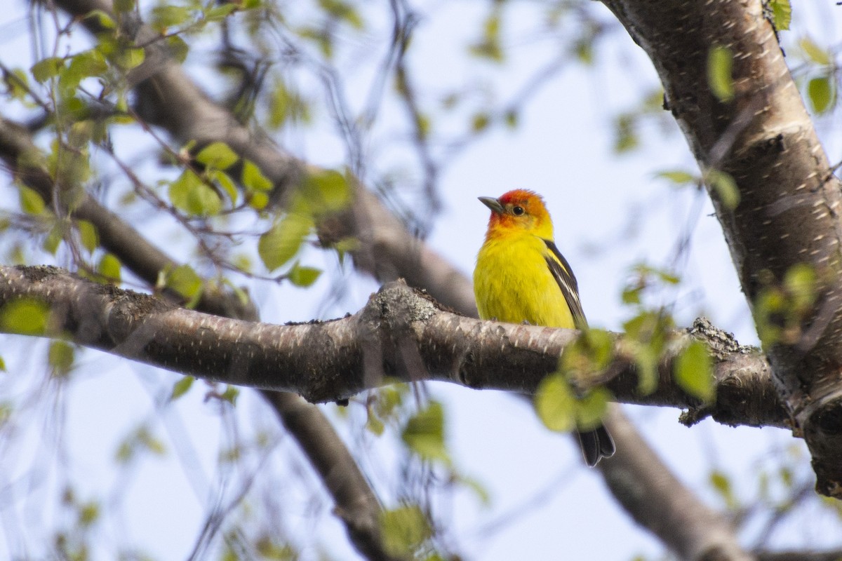 Western Tanager - Emily Weiser