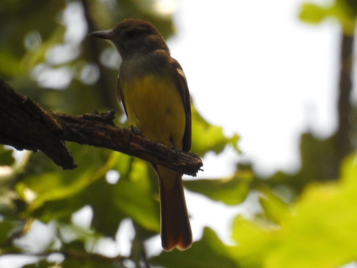 Great Crested Flycatcher - ML575940621