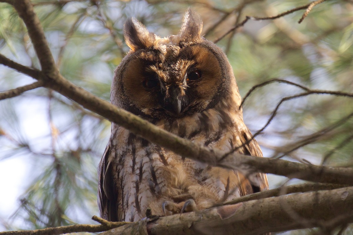 Long-eared Owl - ML575941031