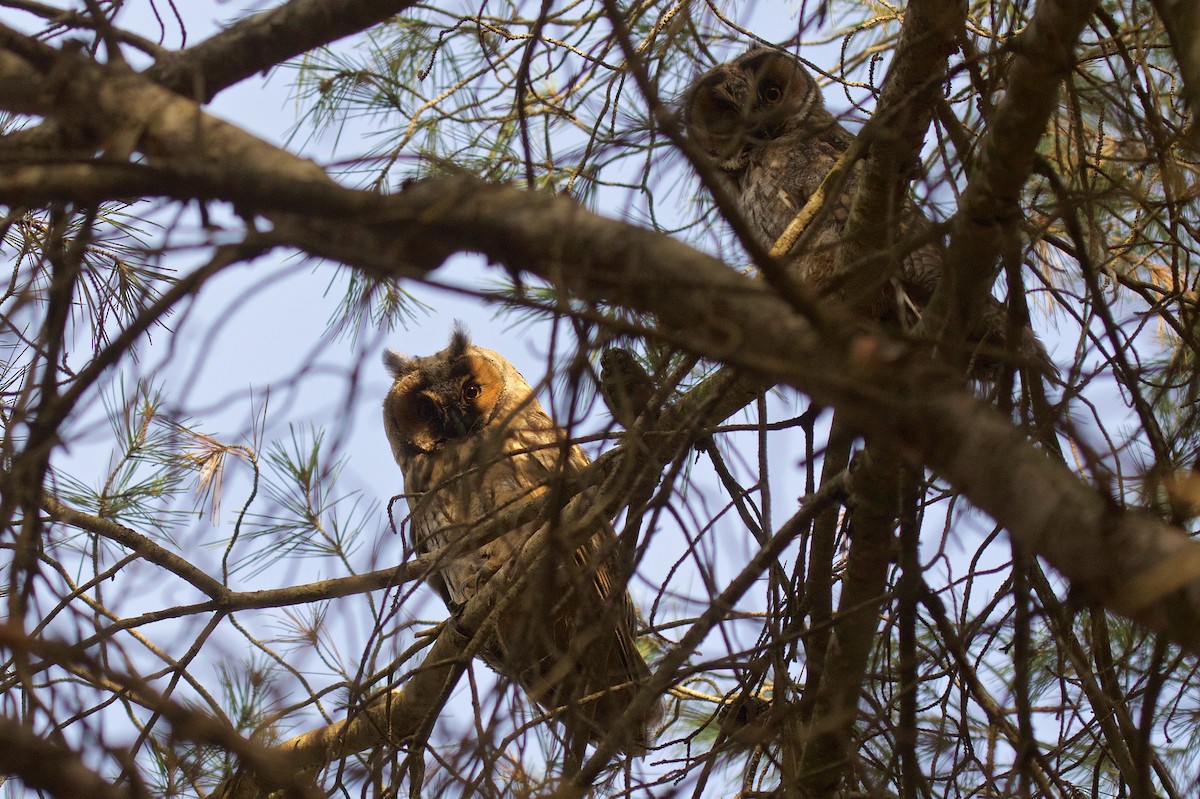 Long-eared Owl - ML575941041