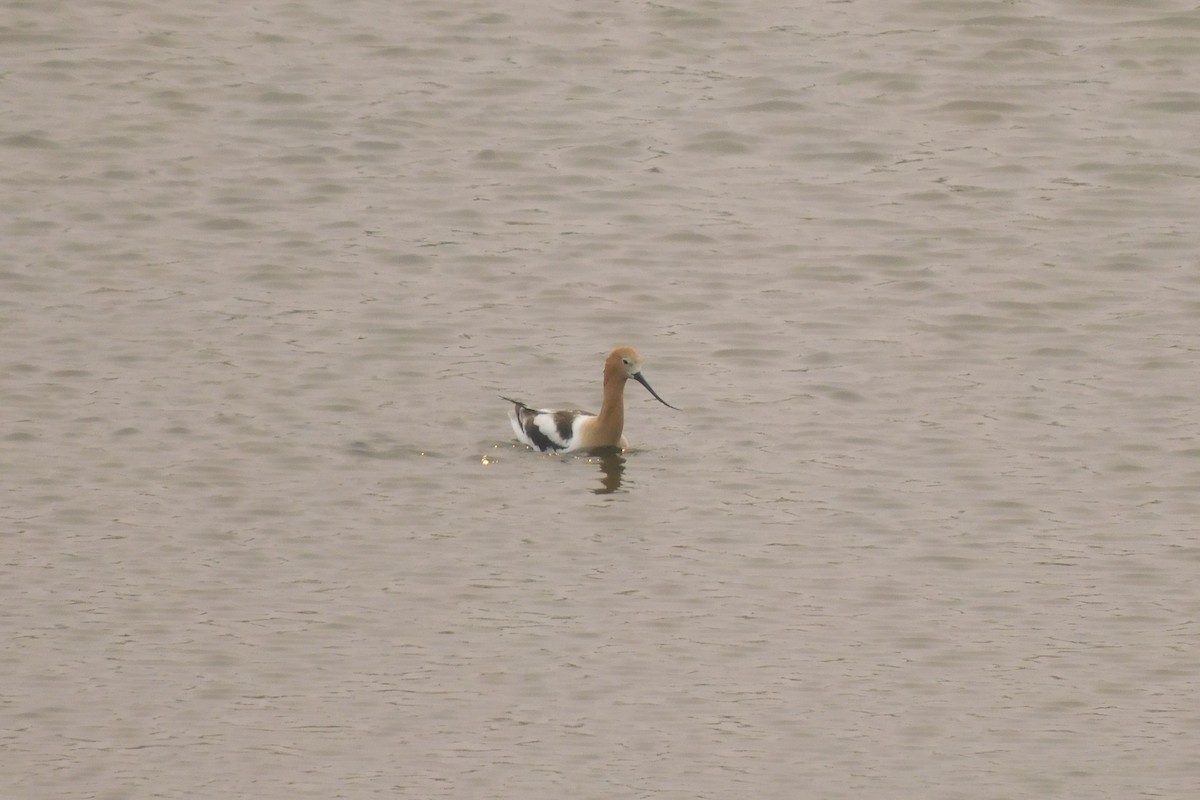 American Avocet - Amalie + Jeffrey Hutchinson