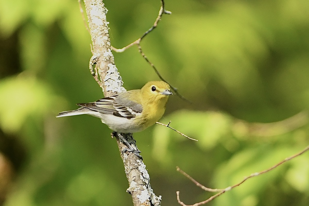 Yellow-throated Vireo - ML575942331