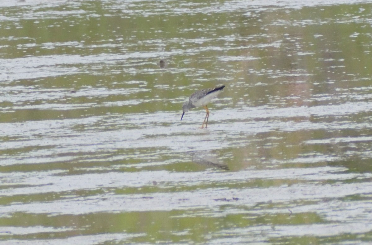 Lesser Yellowlegs - ML575942631