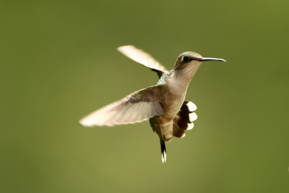 Ruby-throated Hummingbird - Mike Coyne