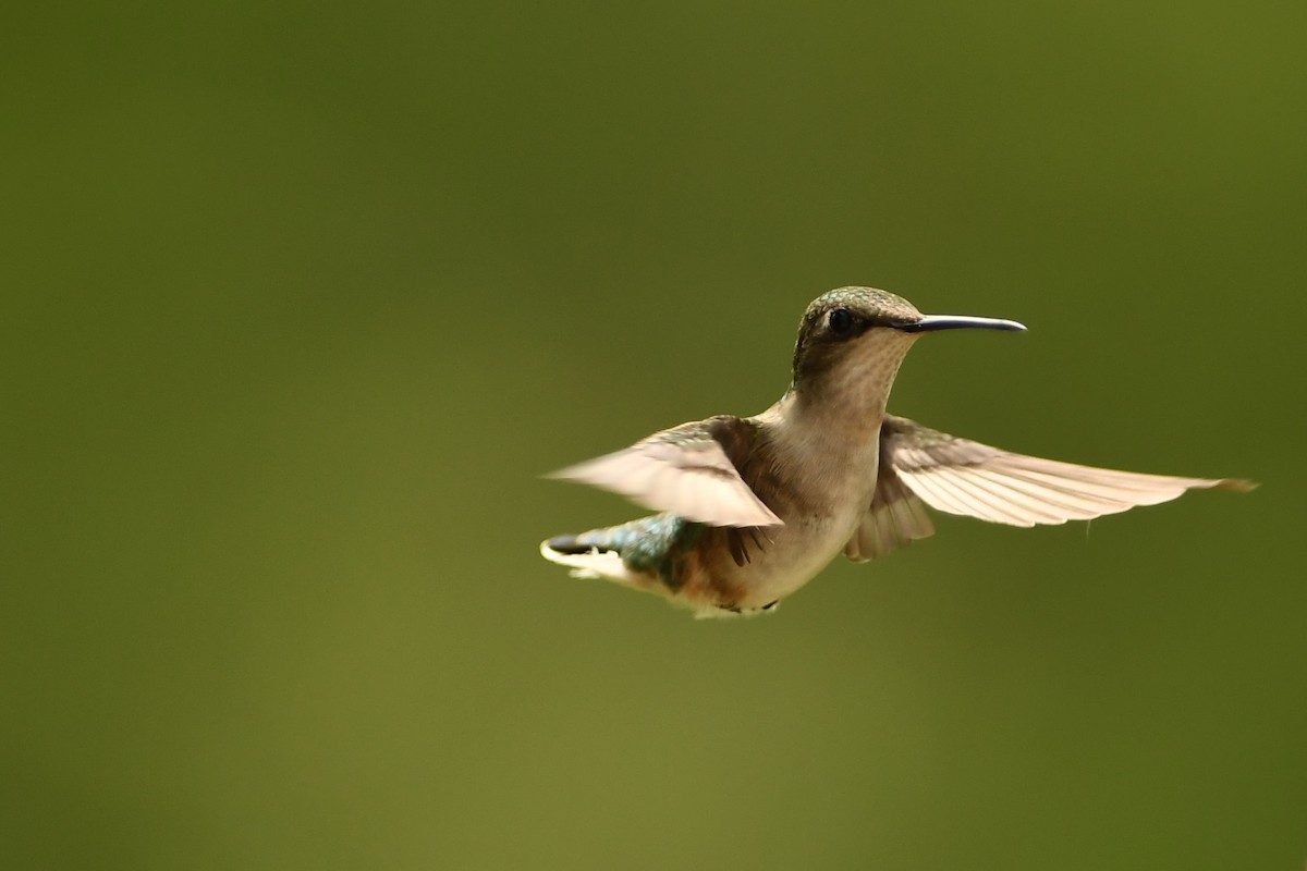 Ruby-throated Hummingbird - Mike Coyne