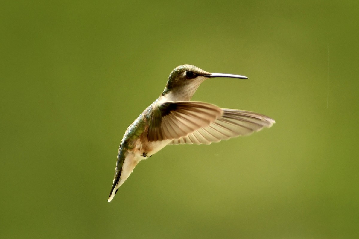 Ruby-throated Hummingbird - Mike Coyne