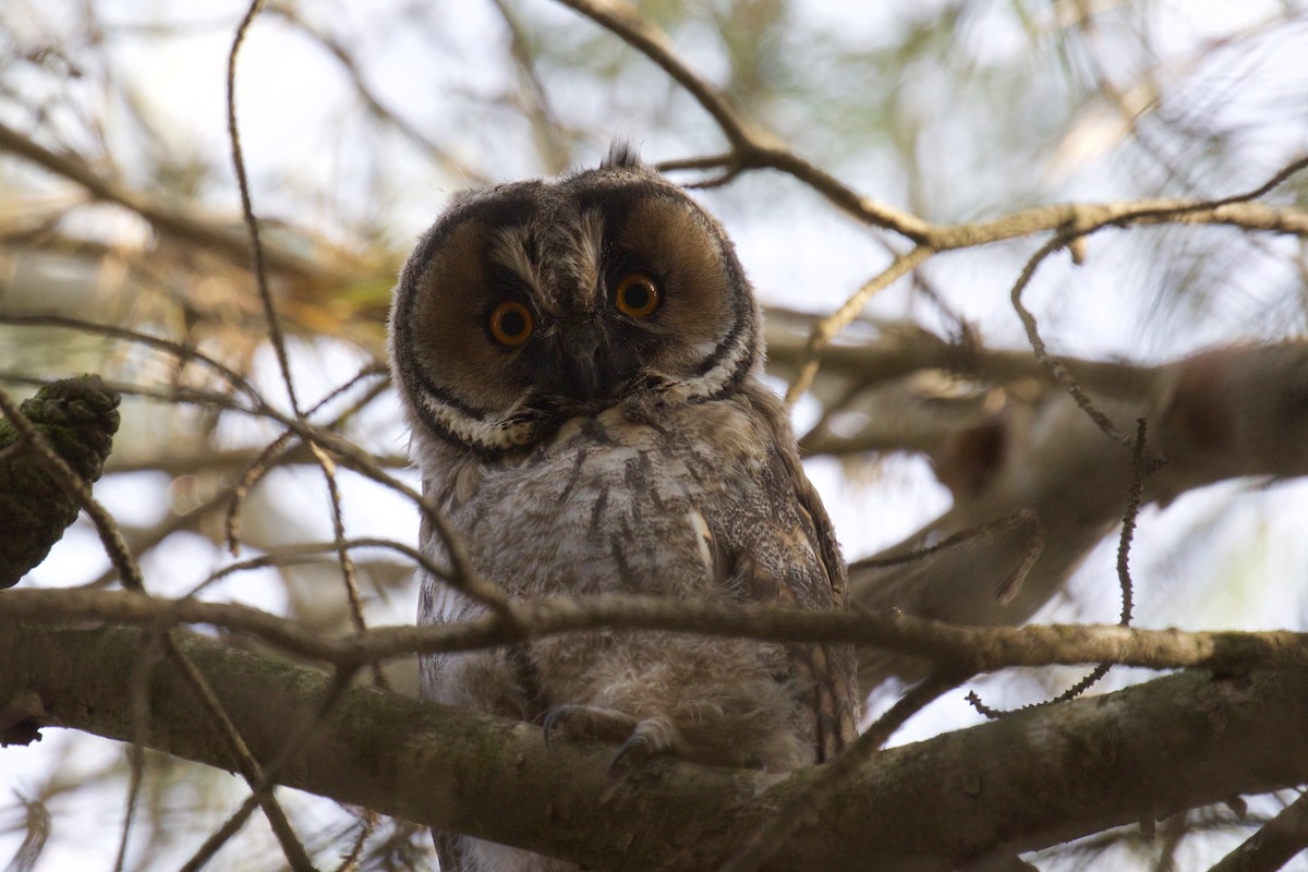 Long-eared Owl - ML575942961