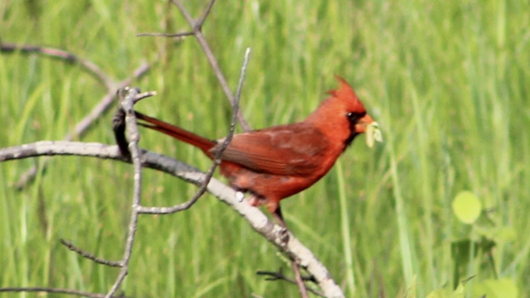 Northern Cardinal - ML575943591