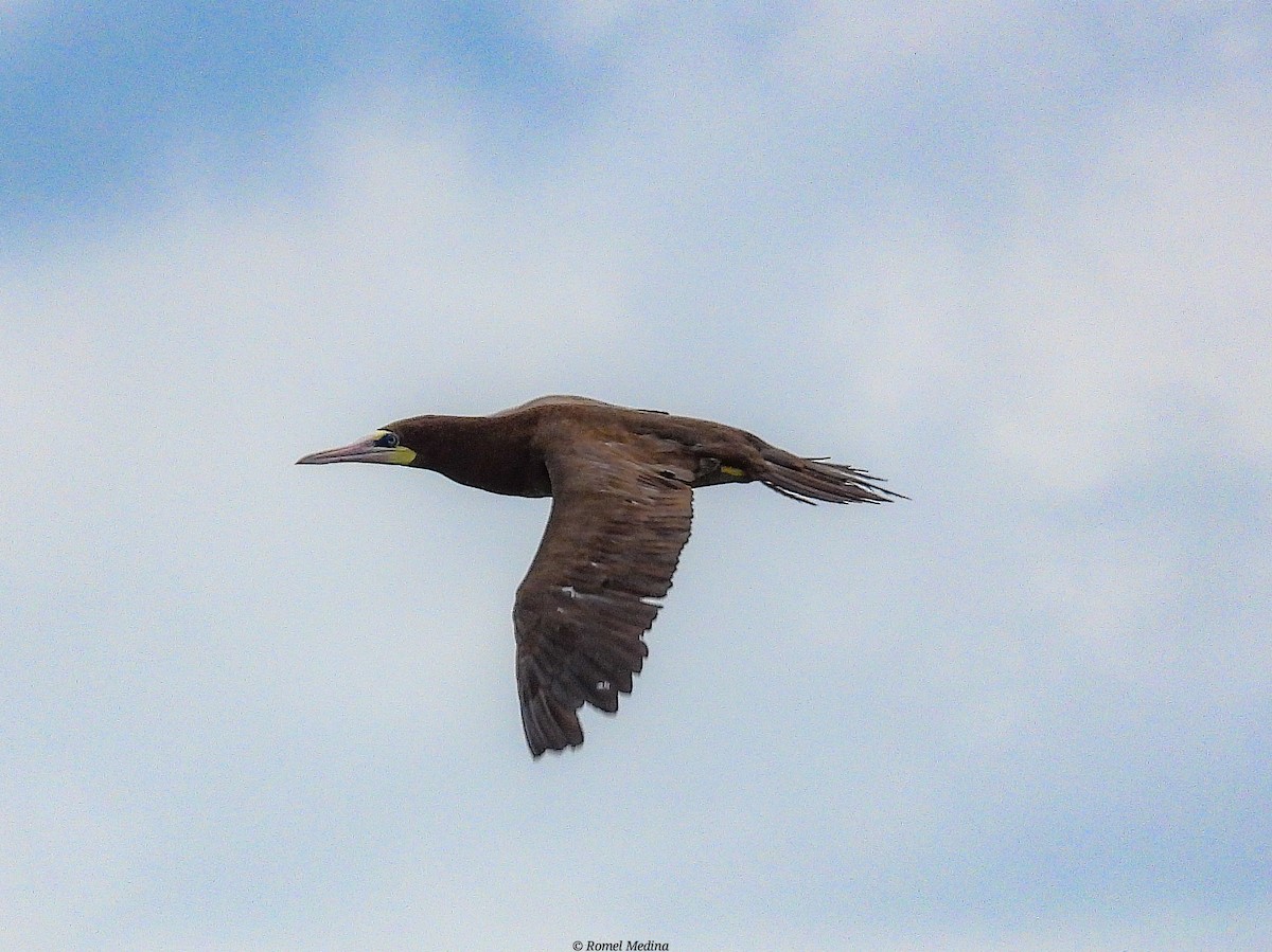 Brown Booby - ML575943661
