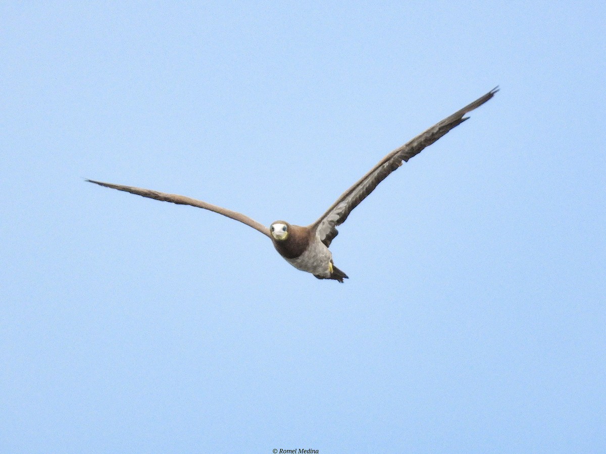 Brown Booby - ML575943781