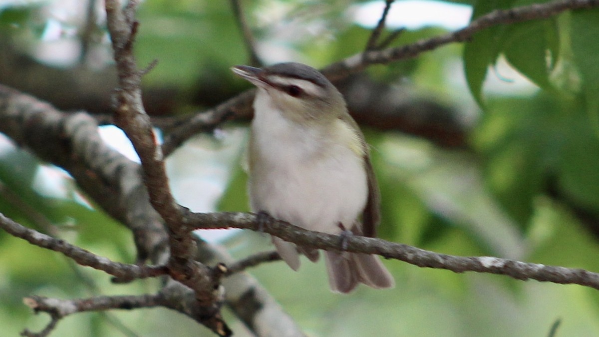 Kızıl Gözlü Vireo - ML575944031