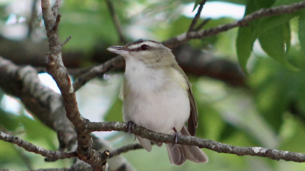 Kızıl Gözlü Vireo - ML575944041