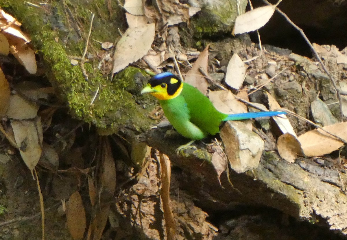 Long-tailed Broadbill - ML575944101