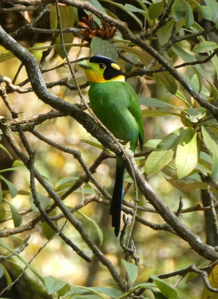 Long-tailed Broadbill - ML575944111