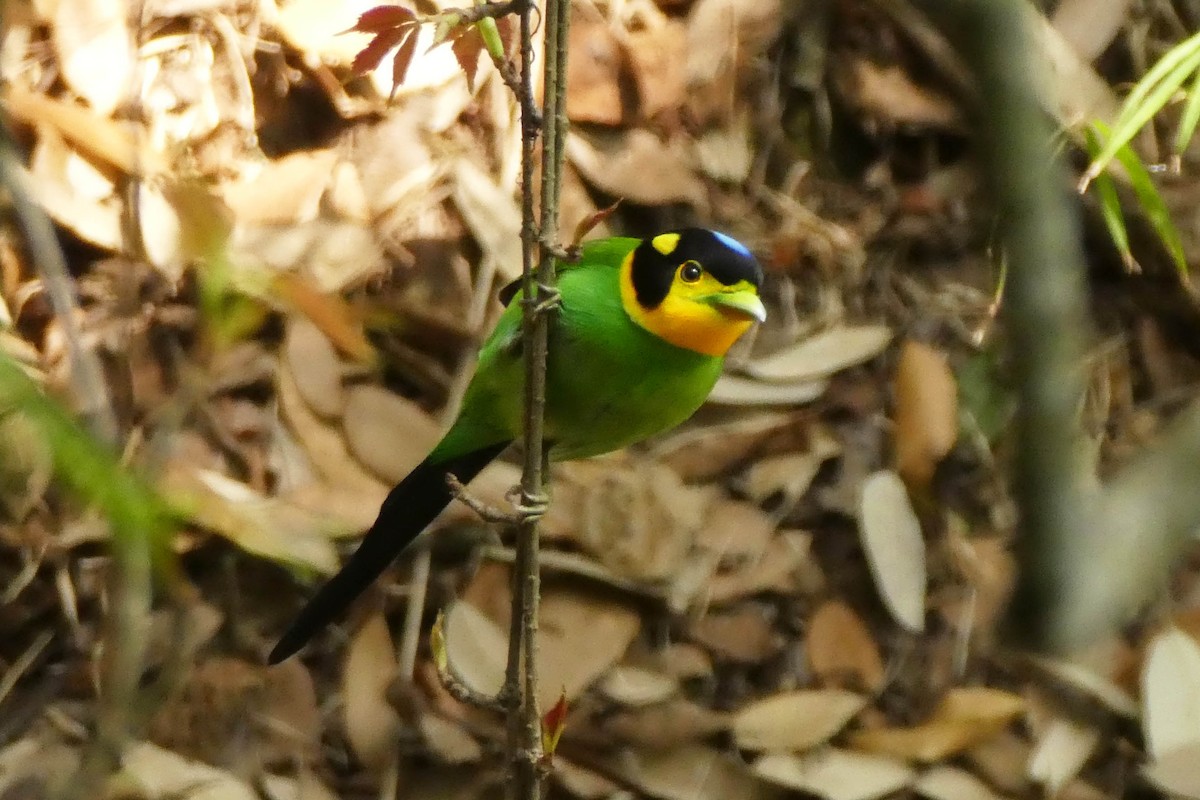 Long-tailed Broadbill - ML575944121