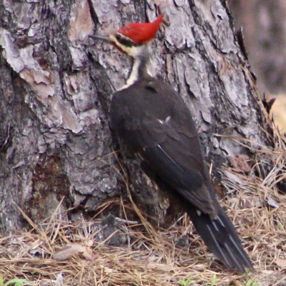 Pileated Woodpecker - ML575944491