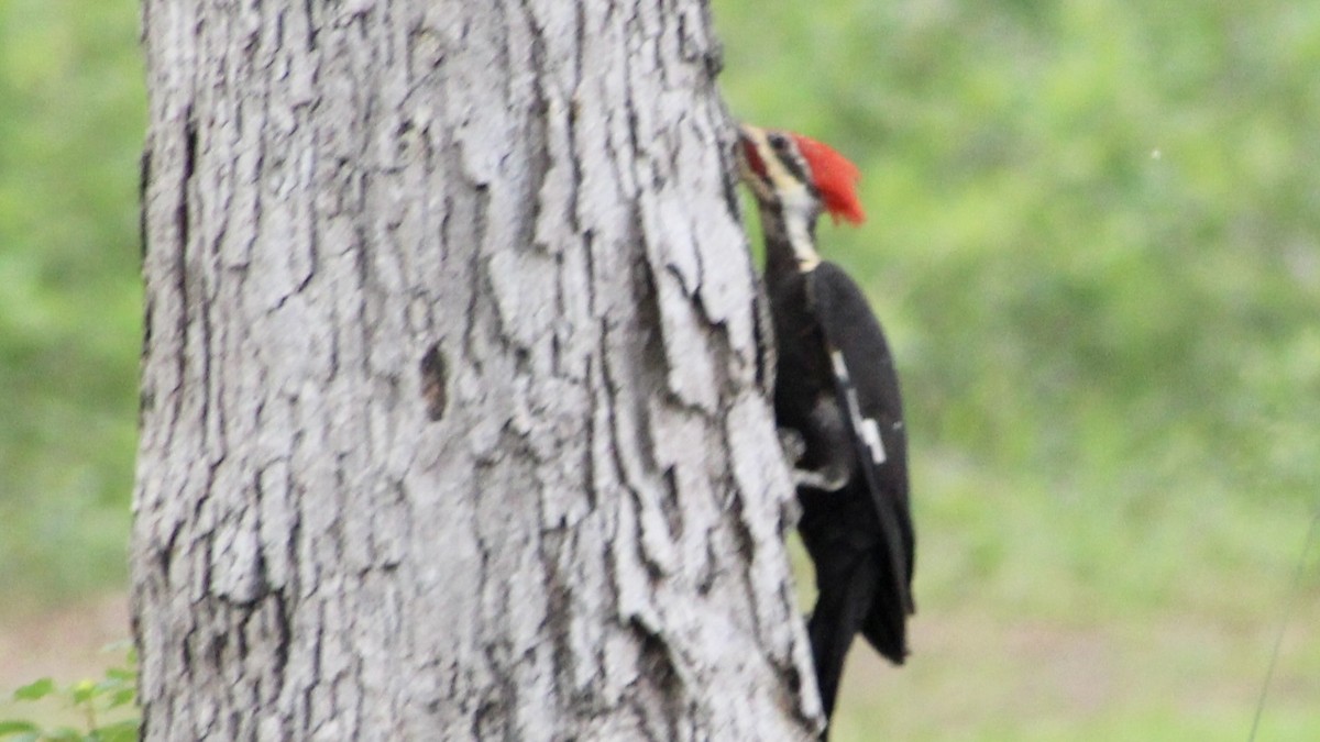 Pileated Woodpecker - ML575944501