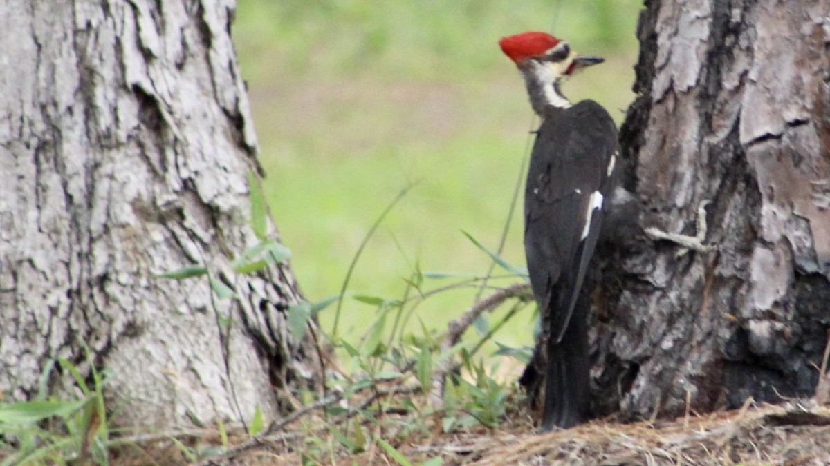 Pileated Woodpecker - ML575944511