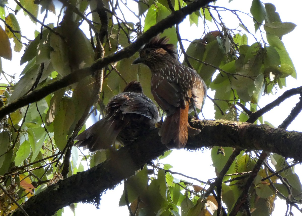 Striated Laughingthrush - ML575944561