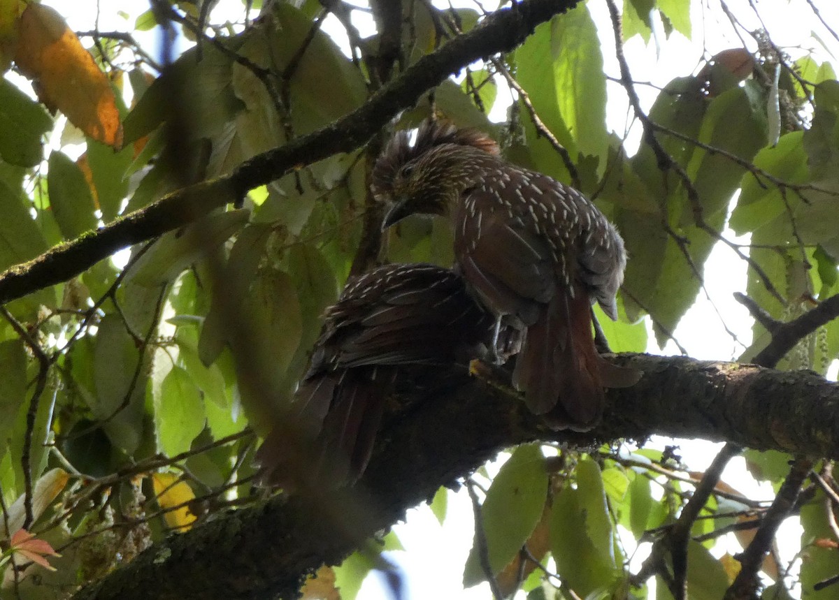 Striated Laughingthrush - ML575944571