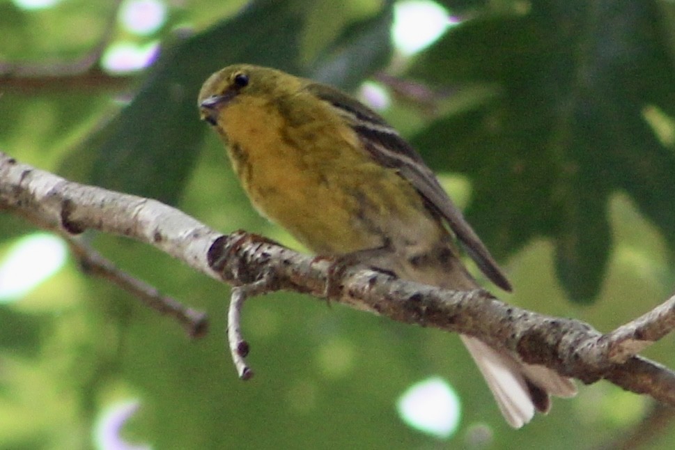 Pine Warbler - ML575944761