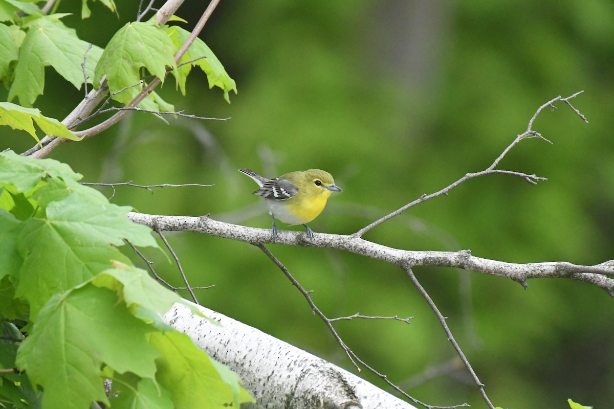 Yellow-throated Vireo - ML575944971