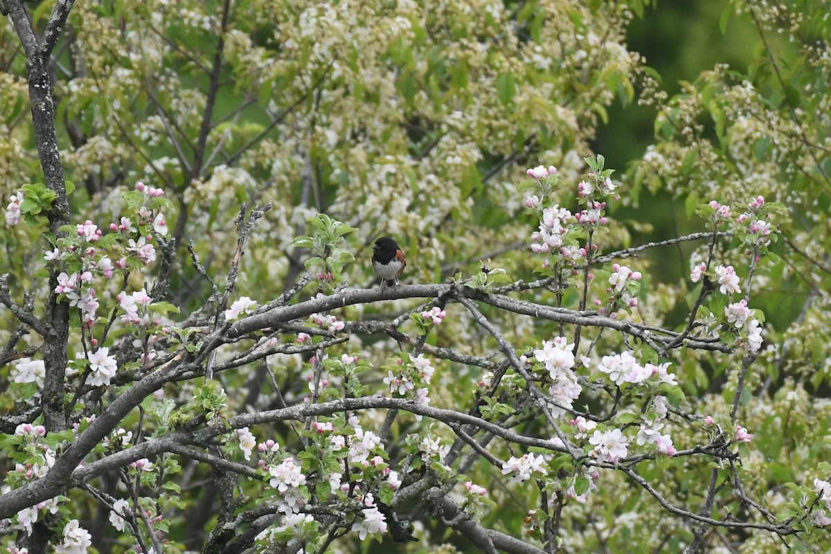 Eastern Towhee - ML575945111