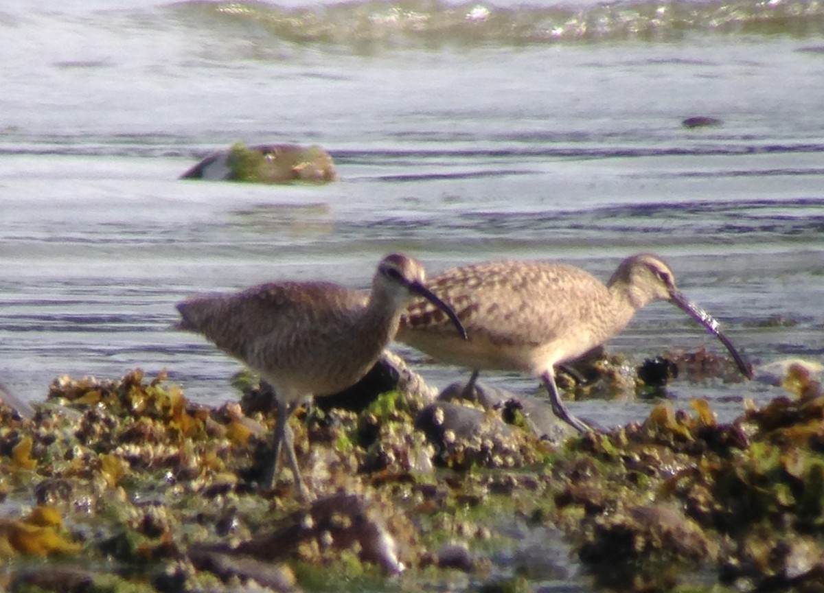 Whimbrel - Carey Bergman