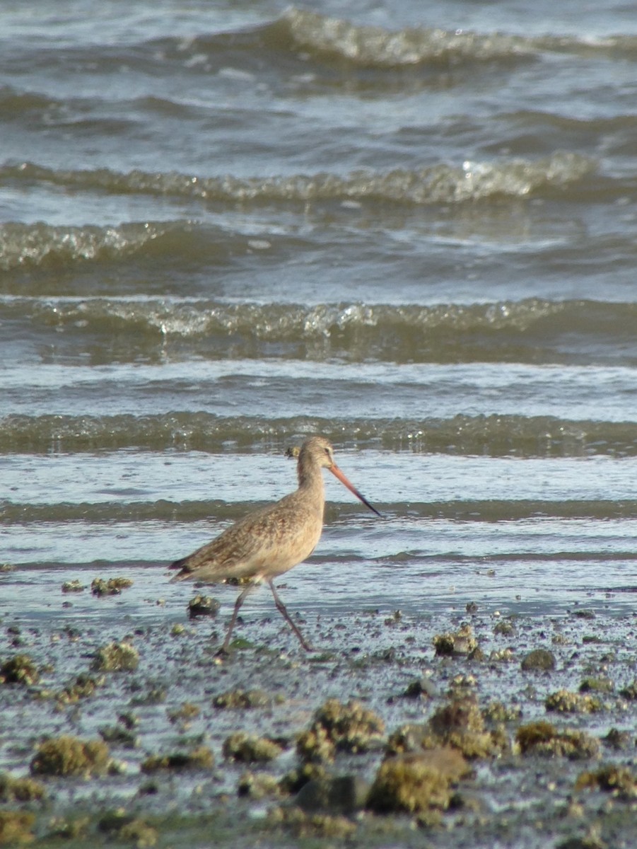 Marbled Godwit - ML57594661