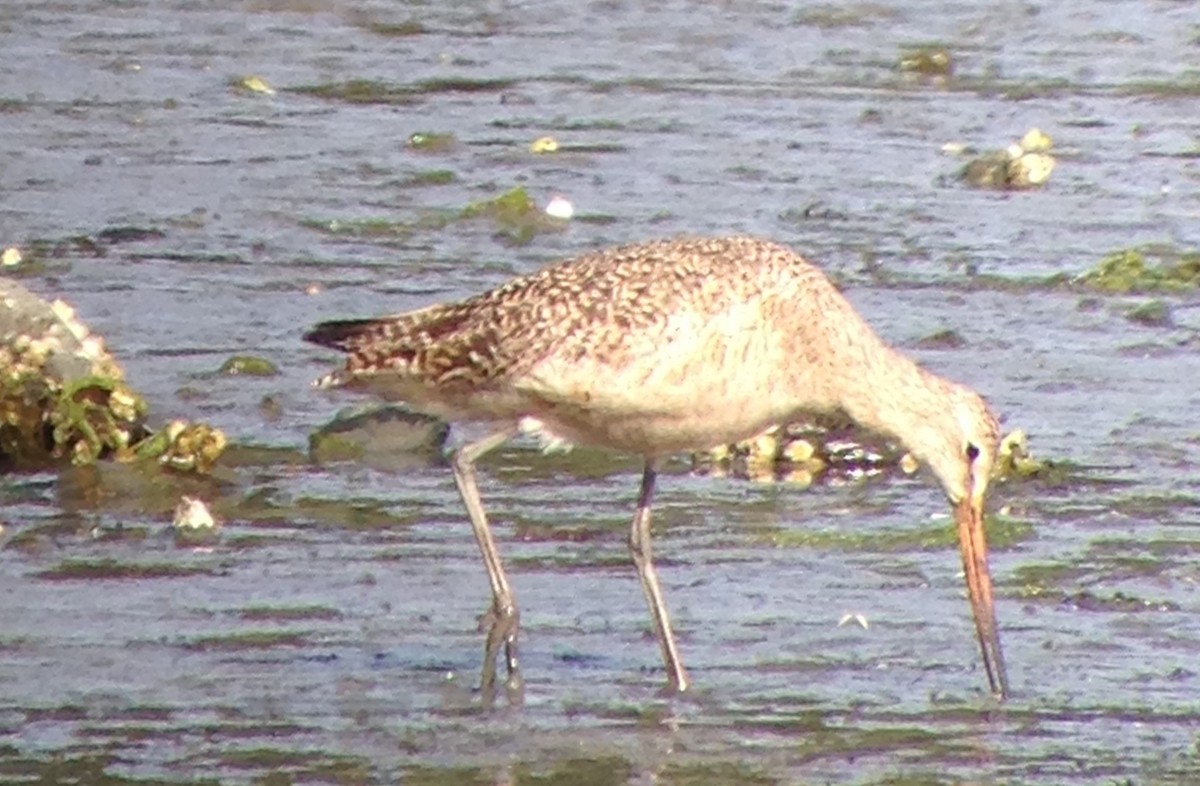 Marbled Godwit - Carey Bergman