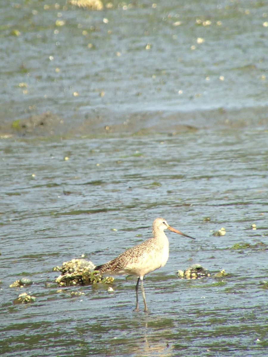 Marbled Godwit - Carey Bergman