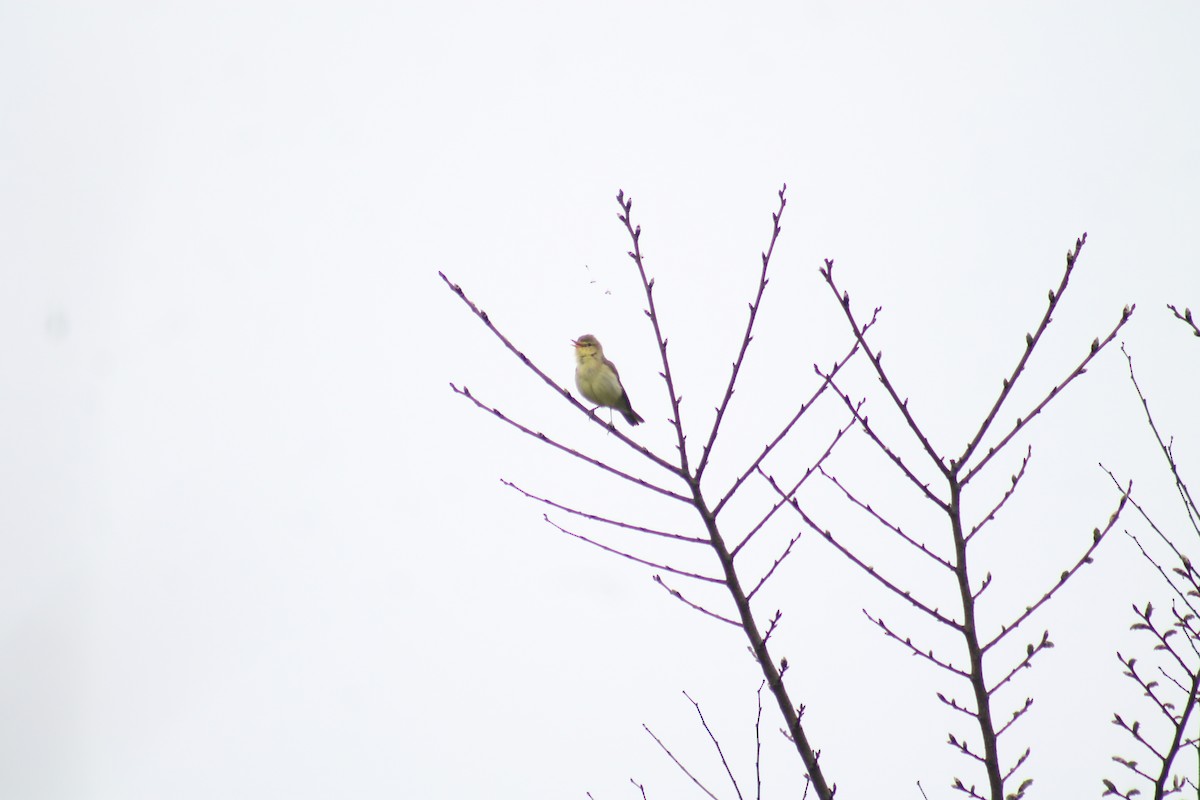 Melodious Warbler - ML575947341
