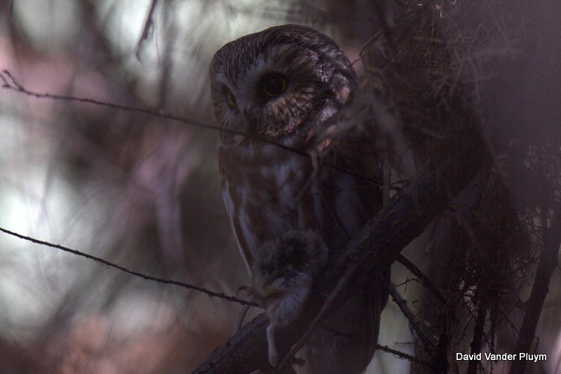 Northern Saw-whet Owl - David Vander Pluym