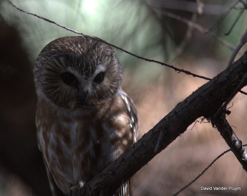 Northern Saw-whet Owl - David Vander Pluym